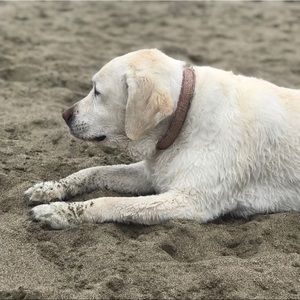 Meet your Posher, Lionel